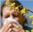 ?? Foto: Angelika Warmuth, dpa ?? Erhöhen Pollen das Risiko für Corona?