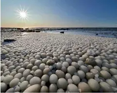  ??  ?? ABOVE: The ‘ice eggs’ that appeared on Hailuoto Island in November 2019.