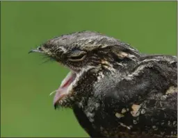  ?? FOTO: JONAS LANGBRÅTEN ?? Nattravnen fanger insekter i flukten ved hjelp av et meget stort gap.