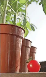  ?? [THINKSTOCK PHOTO] ?? Learn about growing tomatoes at the Myriad Botanical Gardens.