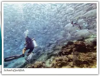  ??  ?? School of jackfish.