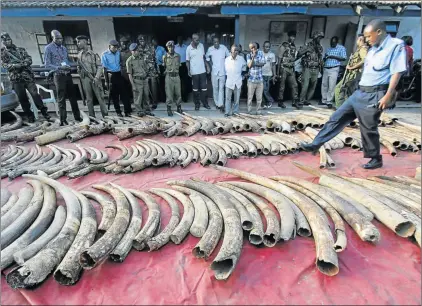  ?? Picture: EPA ?? KILLING GAME: A police officer walks among seized elephant tusks in the port city Mombasa, Kenya. A total of 228 whole elephant tusks and others in pieces were seized in the city last week. Kenya, which has seen a sharp rise in poaching incidents, has...