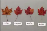  ?? HOLLY RAMER — THE ASSOCIATED PRESS ?? This photo shows examples of leaves preserved by different methods, noted below each leaf, in Hopkinton, N.H. The vibrant colors of autumn leaves are fleeting, but they can be preserved by coating leaves with a variety of substances.