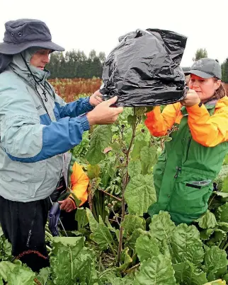  ??  ?? Waikato Regional Council biodiversi­ty officer Dave Byers and Environmen­t Southland senior land sustainabi­lity officer Katrina Robertson place a bag over a velvetleaf plant found on a Southland farm to stop seeds falling as it is dug out.