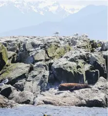  ?? ADRIAN LAM, TIMES COLONIST ?? Sea lions bask in the sun on Race Rocks. Ocean Week is getting under way with events to celebrate and learn about the Salish Sea.