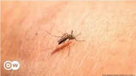  ??  ?? Summertime and the livin' is easy for mozzies — much to the chagrin of our author Carla Bleiker