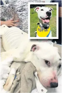  ??  ?? Walter - once described as ‘the thinnest dog ever seen alive’ - is now fit and well (inset)