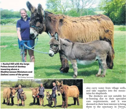  ?? The Donkey Sanctuary ?? > Rachel Hill with the large Poitou breed of donkey towering above a Mediterran­ean Miniature and (below) some of the group