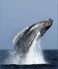  ??  ?? A 30-tonne Humpback Whale leaping skyward out of the ocean.