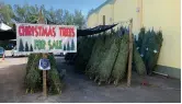  ??  ?? The Sanibel Captiva Lions Club’s 44th annual tree sale starts on November 28 and goes until the trees run out.