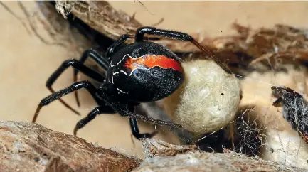  ??  ?? Female katipo with an egg sac attached to driftwood found at Kaitorete Spit. The spider is under threat due to habitat damage.