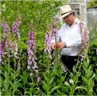  ??  ?? Terry Baker tends to his collection. He holds a foxglove week when they are flowering in June at his Wiltshire nursery, with daily talks and tours.