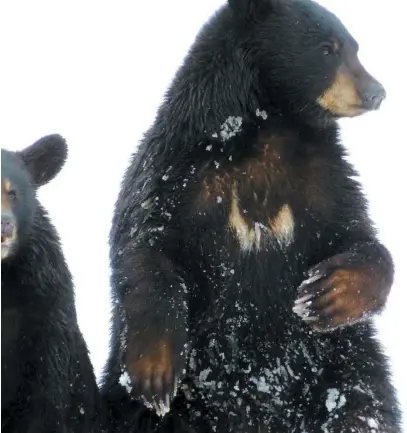  ?? PHOTO COURTOISIE ?? À cause du printemps tardif, seulement quatre des 15 ours noirs (dont ceux-ci) du Zoo sauvage de Saint-Félicien au Lac-Saint-Jean sont sortis de leur tanière en date du 13 avril 2018.