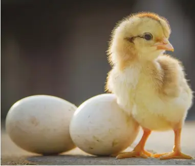  ??  ?? Will you select unhatched eggs or chicks? Hatching eggs yourself is satisfying, but does come with the risk of some failing to hatch.