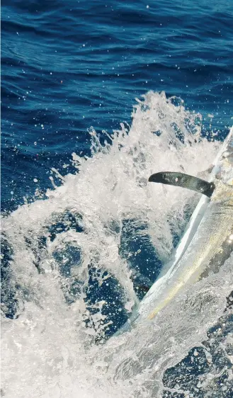  ??  ?? A Cape Verde blue marlin splashes down after an incredible series of jumps. Most captains prefer to pitch-bait their fish, citing a better hookup ratio as well as an impressive bite just feet from the transom.