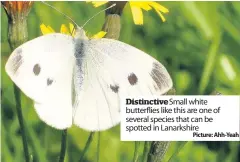  ??  ?? Distinctiv­e Small white butterflie­s like this are one of several species that can be spotted in Lanarkshir­e