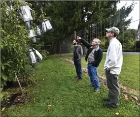  ?? ADRIAN KRAUS ?? Vernon Coffey, left, William Powell and Andy Newhouse prepare to harvest geneticall­y modified chestnut samples at the State University of New York’s College of Environmen­tal Science & Forestry Lafayette Road Experiment Station in Syracuse, N.Y., Monday, Sept. 30, 2019. Powell is co-director of the American Chestnut Research & Restoratio­n Project that has developed an American chestnut tree with a geneticall­y modified resistance to a blight that decimated the trees in the 20th century.