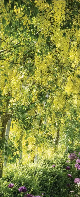  ??  ?? Running down the spine of the walled garden is the Laburnum Walk. The cultivar used is the hybrid Laburnum x watereri ‘Vossii’, which has pendent racemes to 60cm long. The plants are trained on simple iron arches and form a tunnel. When in flower it is a Mecca for pollinator­s, and hums with the sound of bees working the blooms.