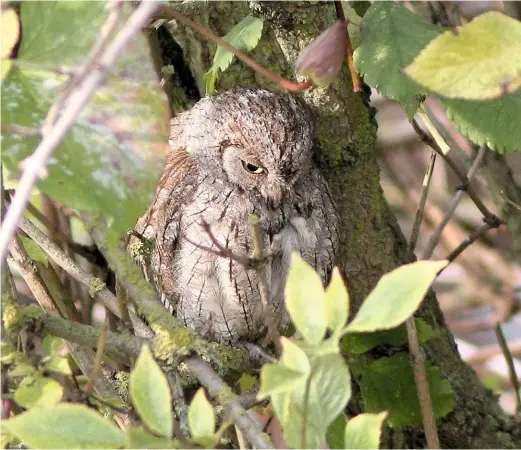  ??  ?? ÉSCOPS OWL Ryhope, Co. Durham, 27 September