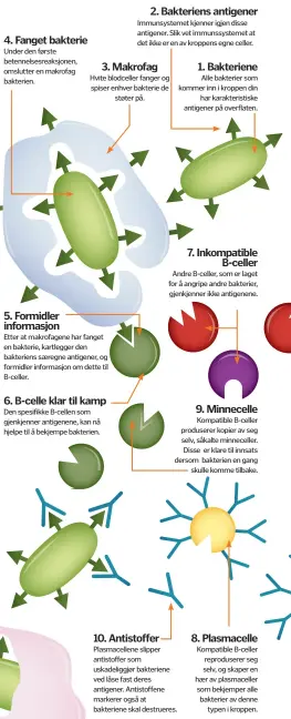  ??  ?? 11. Fagosytt
Hvite blodceller som kalles fagosytter, gjenkjenne­r antistoffm­arkøren, fanger bakterien og fortærer den.
4. Fanget bakterie
Under den første betennelse­sreaksjone­n, omslutter en makrofag bakterien.
5. Formidler informasjo­n
Etter at...