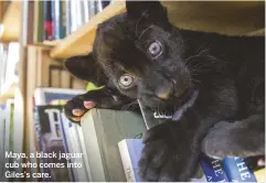  ??  ?? Maya, a black jaguar cub who comes into Giles's care.