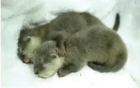  ?? Photo by Mohammad Mustafa Khan ?? The baby otters at Dubai Aquarium and Underwater Zoo are likely to open eyes after 40 days. —