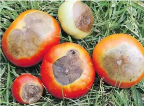 ?? (DANIEL SMITH) ?? Blossom end rot on tomatoes, caused by uneven watering