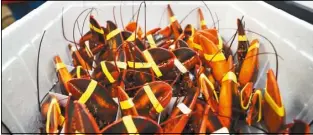  ??  ?? 緬因州「Charlottes Legendary Lobster Pound」餐廳，一向以龍蝦菜色聞名，但餐廳東主不想龍蝦在­痛苦中死亡，於是在烹調前，給牠們一些大麻。(美聯社)
