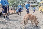  ??  ?? A stray dog wanders in the playground at the Jesus and Mary Sarvajanik High School in Goa.