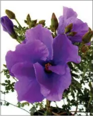  ?? THE HOME DEPOT VIA AP ?? This undated photo provided by The Home Depot shows blue hibiscus, or Alyogyne, which is a good option to grow if you want to harvest a rich purple dye. Planting natural dye gardens is becoming a popular pursuit for those with green thumbs, as well as...