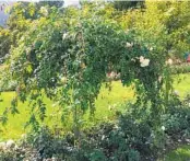  ?? ?? ‘Alberic Barbier,’ a robust and fragrant rambling rose that was hybridized in 1900, displays a beautiful weeping form when grown as a tree rose.