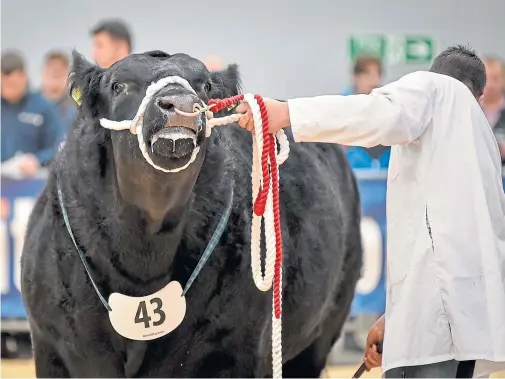  ??  ?? PULLING POWER: In total, 698 pedigree bulls and females across nine breeds will be offered at Stirling Bull Sales later this month