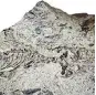  ?? TIAGO SIMOES / UNIVERSITY OF ALBERTA ?? Scientists say they have identified the world’s oldest lizard fossil, the 240-million-year-old Megachirel­la wachtleri.