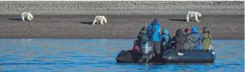  ?? DENNIS MINTY ADVENTURE CANADA ?? Seeing polar bears in a natural setting is a highlight of Northwest Passage voyages.