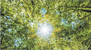  ?? FOTO: DPA ?? Der Wald soll Wald bleiben und nicht dem Kiesabbau zum Opfer fallen. Der Widerstand gegen das Vorhaben in Grund wird immer größer.