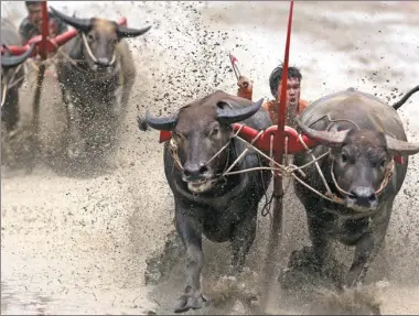  ?? ATHIT PERAWONGME­THA / REUTERS ?? Jockeys compete in Chonburi’s annual buffalo race festival in Chonburi province, Thailand, on Sunday.