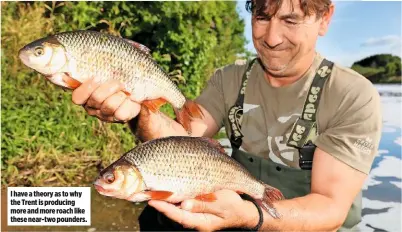  ??  ?? I have a theory as to why the Trent is producing more and more roach like these near-two pounders.