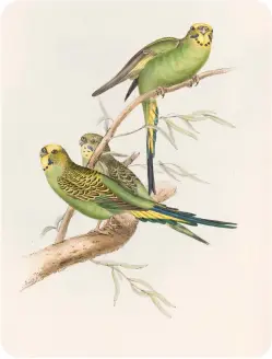  ??  ?? A reproducti­on from a sketch of three budgies by Elizabeth Gould, who delighted in the opportunit­y to illustrate them in the wild, this plate appeared in John Gould’s landmark book series, The Birds of Australia, published in seven volumes between 1840 and 1848.