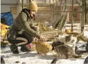  ?? VADIM GHIRDA/AP ?? Tetiana Kurkh feeds cats left behind by their owners Friday in the Saltvika neighborho­od of Kharkiv, Ukraine. The city has been badly damaged by Russian shelling.