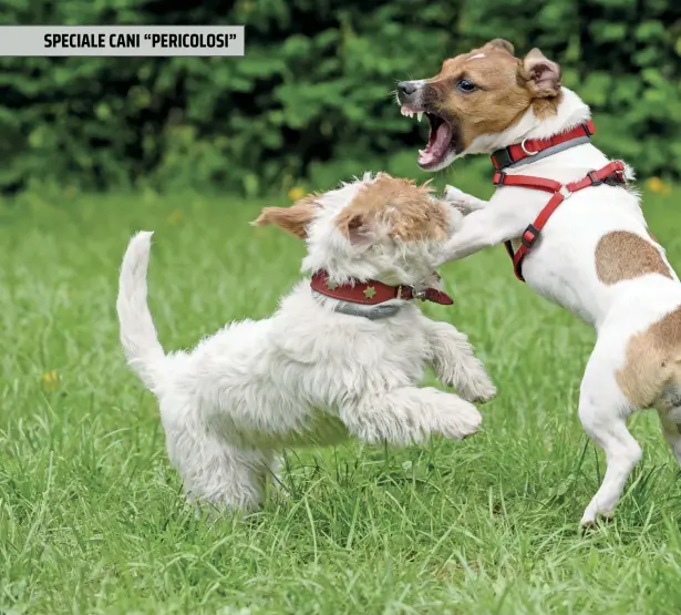  ??  ?? Jack Russell più mordaci
I simpatici Jack Russell
Terrier mordono ben di più dei Pastori Maremmani Abruzzesi.