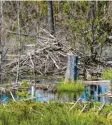  ?? Foto: Armin Weigel, dpa ?? Ein Biberbau im Nationalpa­rk Bayerische­r Wald.