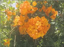  ?? PHOTO BY JOSHUA SISKIN ?? Yellow bells (Tecoma stans) are an easy-care flowering hedge, needing no water or fertilizer once establishe­d.