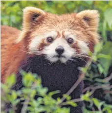  ??  ?? Werden in Bhutan verehrt und gelten als Glücksbrin­ger: der Rote Panda und die Schwarzhal­skraniche.