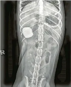  ?? Fotos: Sammlung Vecchiatto/Rückert ?? Das Röntgenbil­d von Labradoodl­e-Hündin Emmy zeigt den verschluck­ten Stein.