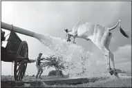  ?? AP/HENG SINITH ?? A cow leaps over an irrigation pump Saturday in a field in Prey Bork village outside Phnom Penh, Cambodia.