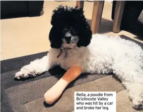  ??  ?? Bella, a poodle from Brizlincot­e Valley who was hit by a car and broke her leg.