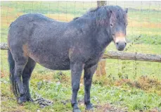  ?? FOTO: DPA ?? Exmoor-Ponys sind sehr robust. Kälte macht ihnen nichts aus.