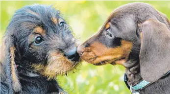  ?? FOTOS: CHRISTIANE WEIMER ?? In der Pandemie boomt der Handel mit Hunden. Im Vergleich zu den Vorjahren wurden 2020 in Deutschlan­d 20 Prozent mehr Hunde gekauft.