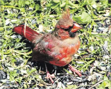  ?? MARTIN PARKER/SPECIAL TO THE EXAMINER ?? Citizen scientists, including local birders, now use technology to track and document nature. This Northern Cardinal was photograph­ed in Peterborou­gh in August 2014.