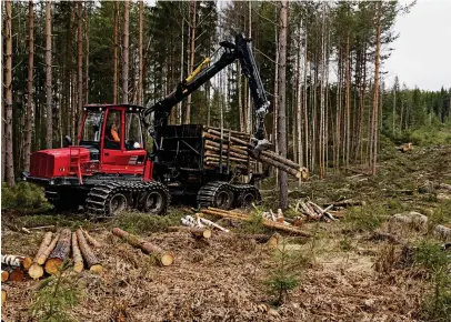  ?? Foto: kriStoFFer Åberg ?? Om skördaren placerar stockarna på mer hållbar mark uppstår mindre skador i miljön när skotaren hämtar dem.